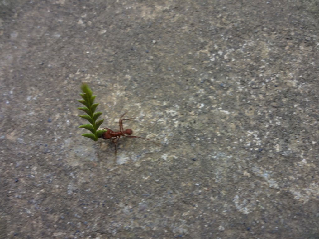 Foto: Polilla - Shell (Pastaza), Ecuador