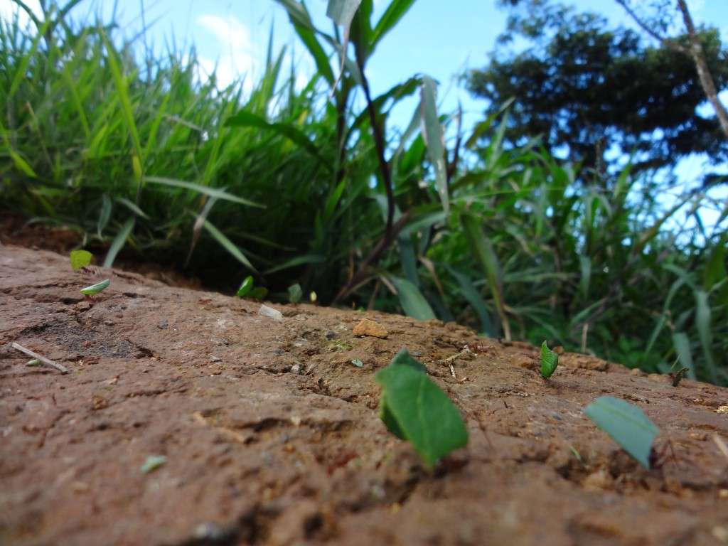 Foto: Hormigas - Shell (Pastaza), Ecuador