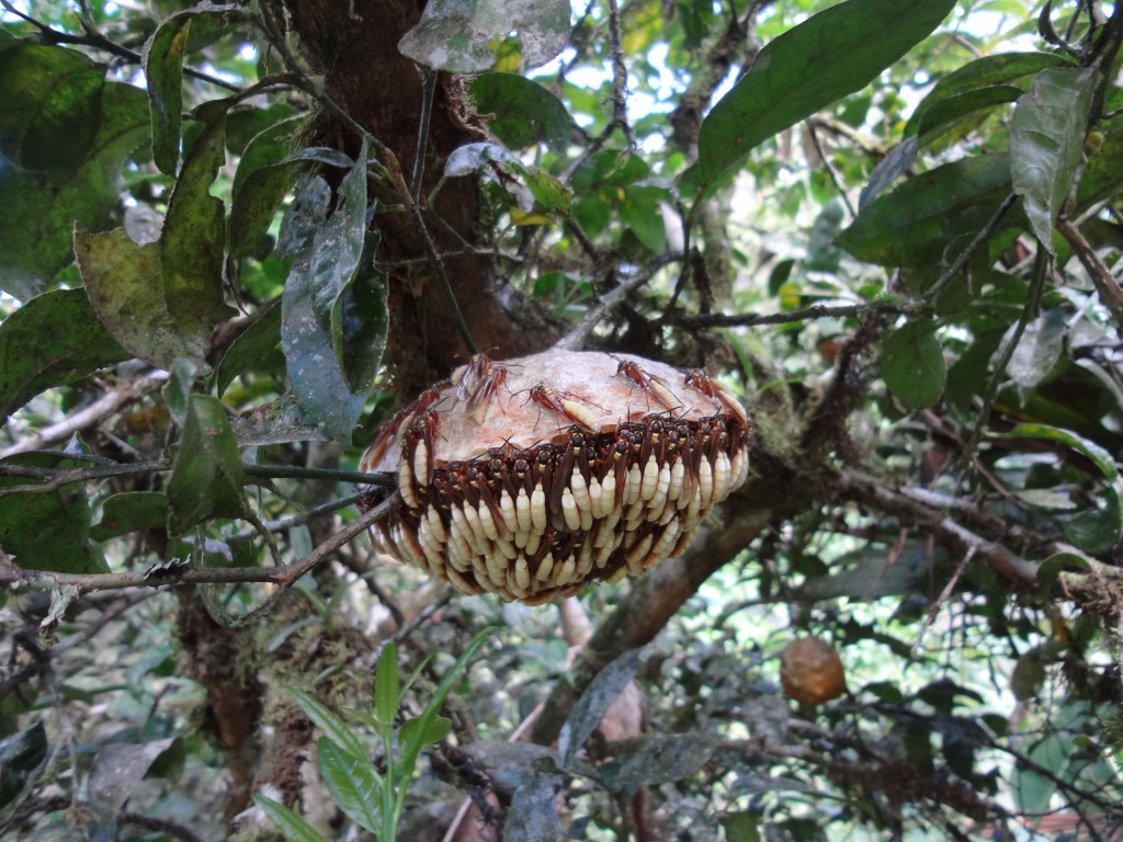 Foto: Nido de avispas - Shell (Pastaza), Ecuador