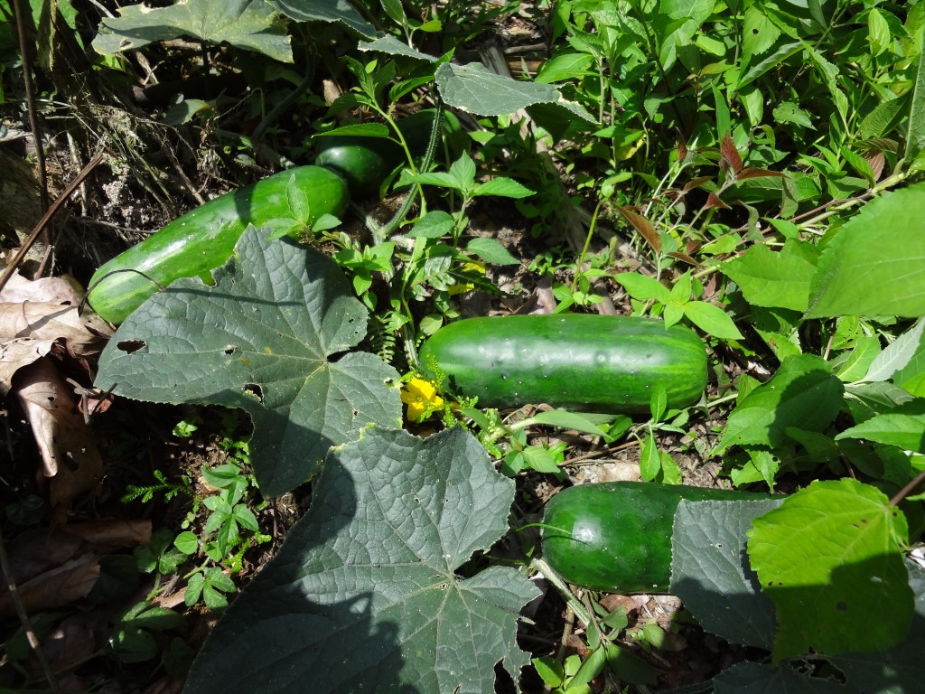Foto: Pepinillo - Shell (Pastaza), Ecuador