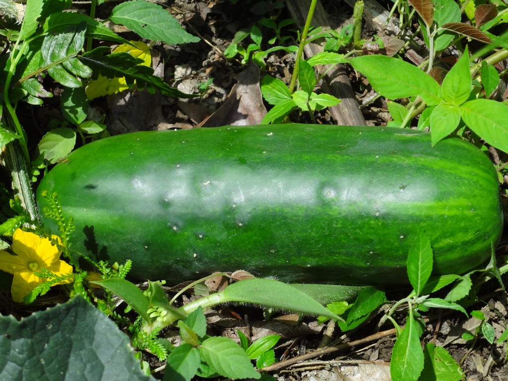 Foto: Pepinillo - Shell (Pastaza), Ecuador