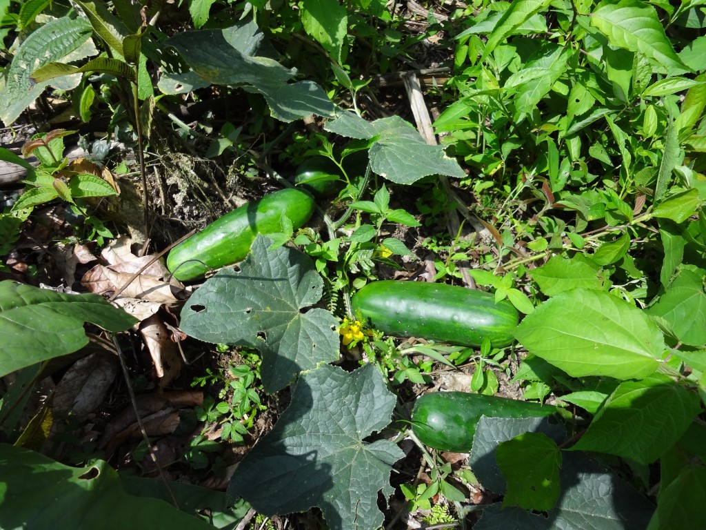 Foto: Pepinillo - Shell (Pastaza), Ecuador