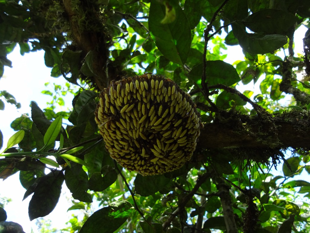 Foto: Nido de avispas - Shell (Pastaza), Ecuador