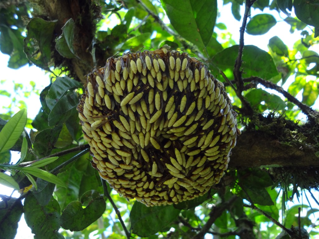 Foto: Nido de avispas - Shell (Pastaza), Ecuador