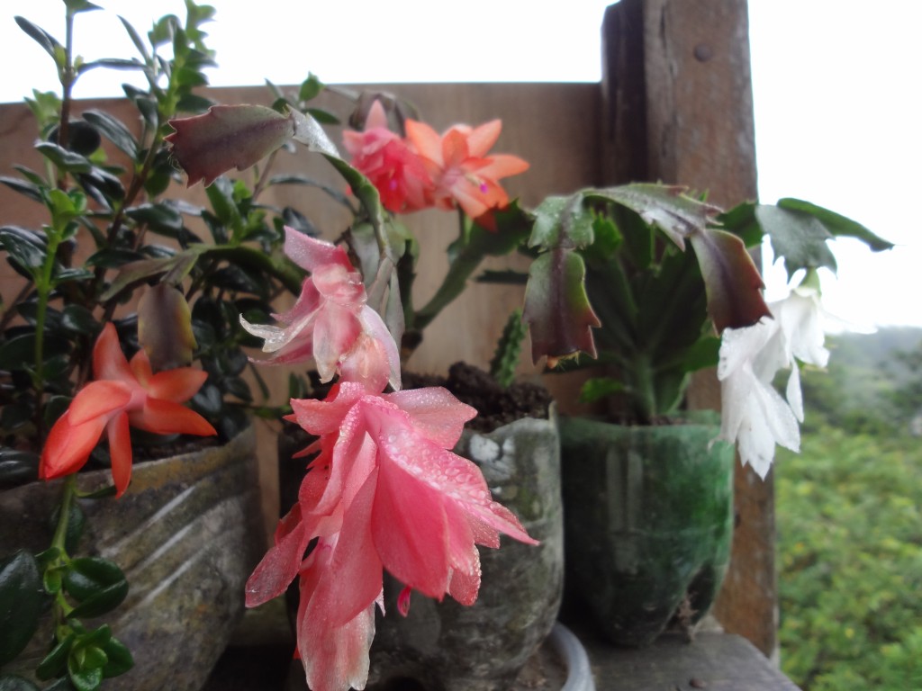 Foto: Flor de kactus de jardin - Shell (Pastaza), Ecuador