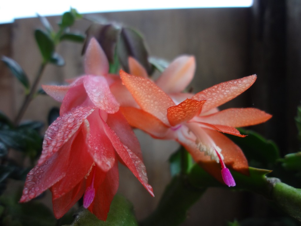 Foto: Flor de kactus de jardin - Shell (Pastaza), Ecuador