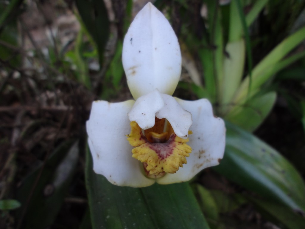 Foto: Orquidea - Shell (Pastaza), Ecuador