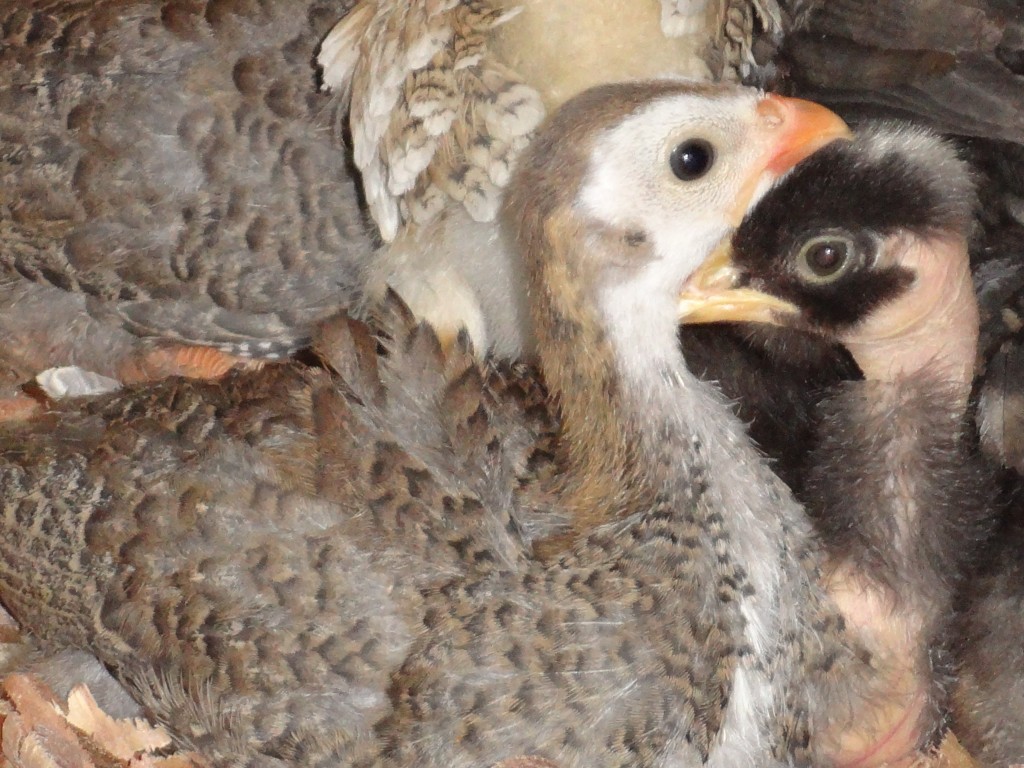 Foto: Gallina guinea bebe - Shell (Pastaza), Ecuador