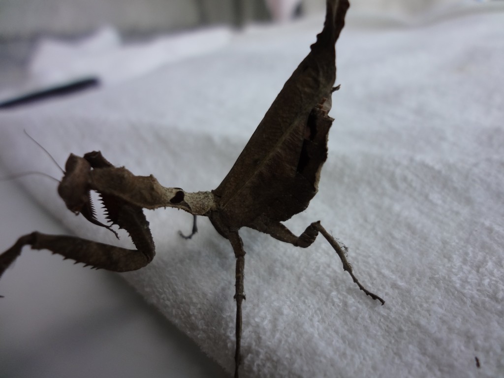 Foto: Mantis - Shell (Pastaza), Ecuador