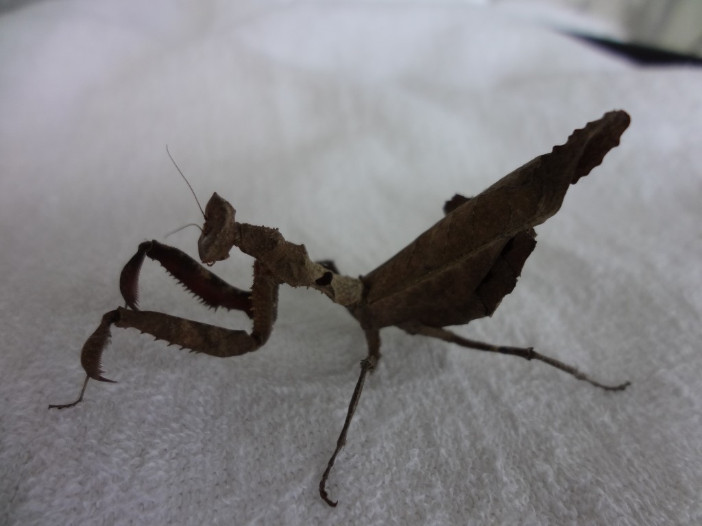 Foto: Mantis - Shell (Pastaza), Ecuador