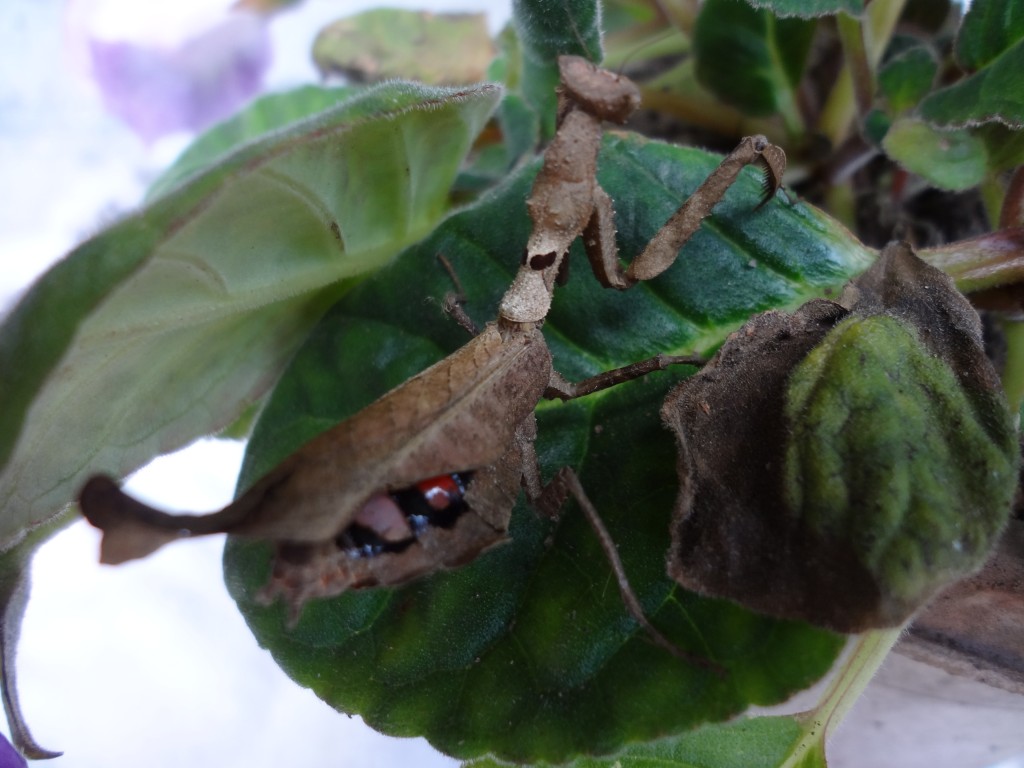 Foto: Mantis - Shell (Pastaza), Ecuador