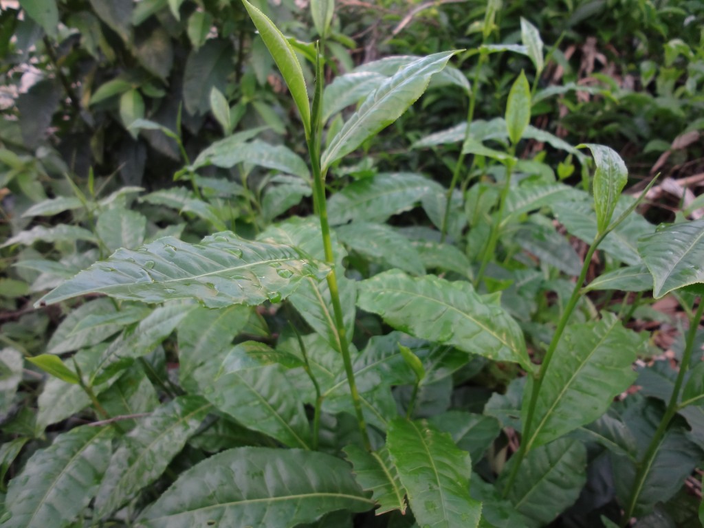 Foto: Plantas de Té - Shell (Pastaza), Ecuador