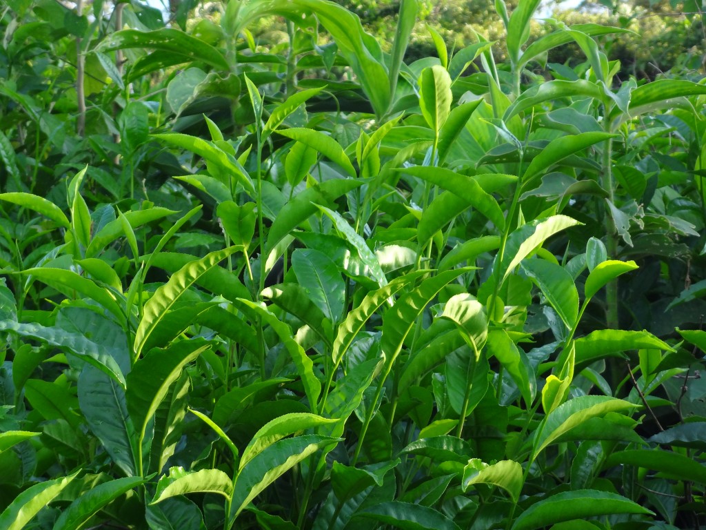 Foto: Retoños de Té - Shell (Pastaza), Ecuador