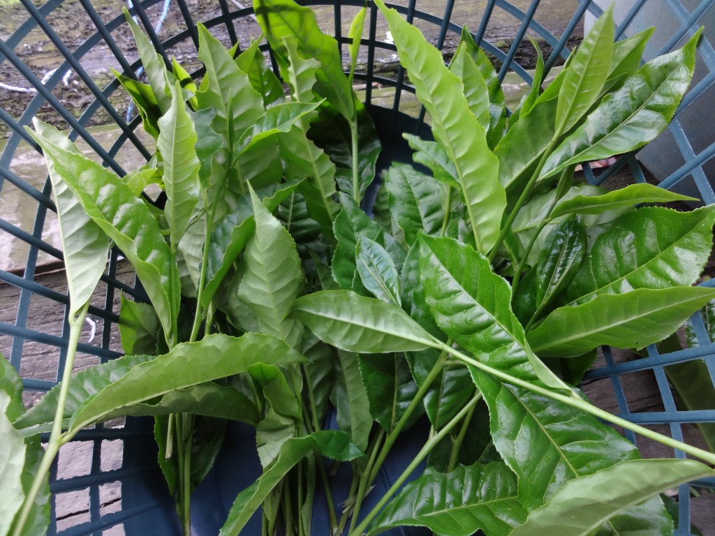 Foto: Té - Shell (Pastaza), Ecuador