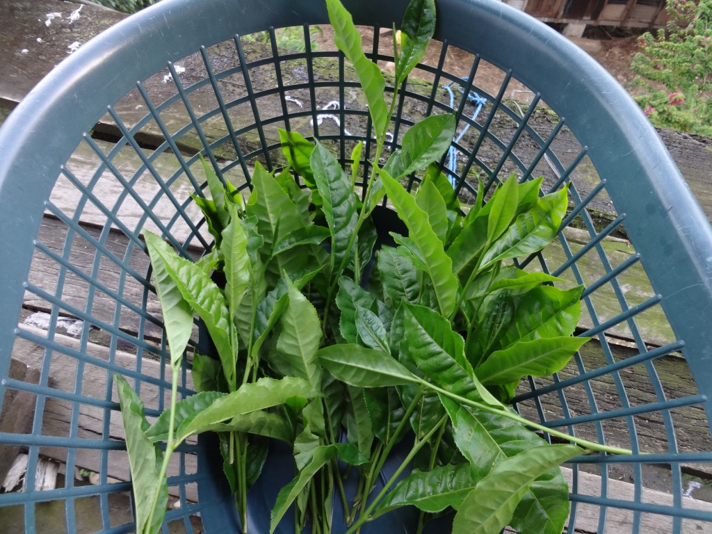 Foto: Té - Shell (Pastaza), Ecuador