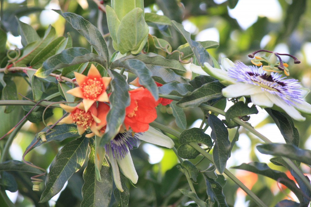 Foto: Passiflora caerulea "fagocitando" a Punica granatum - Tembleque (Toledo), España