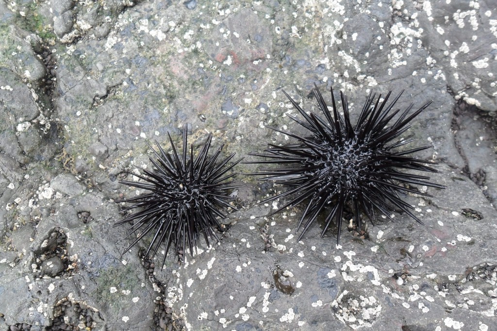 Foto de El Pixvae (Veraguas), Panamá