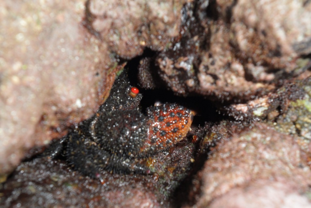 Foto de El Pixvae (Veraguas), Panamá