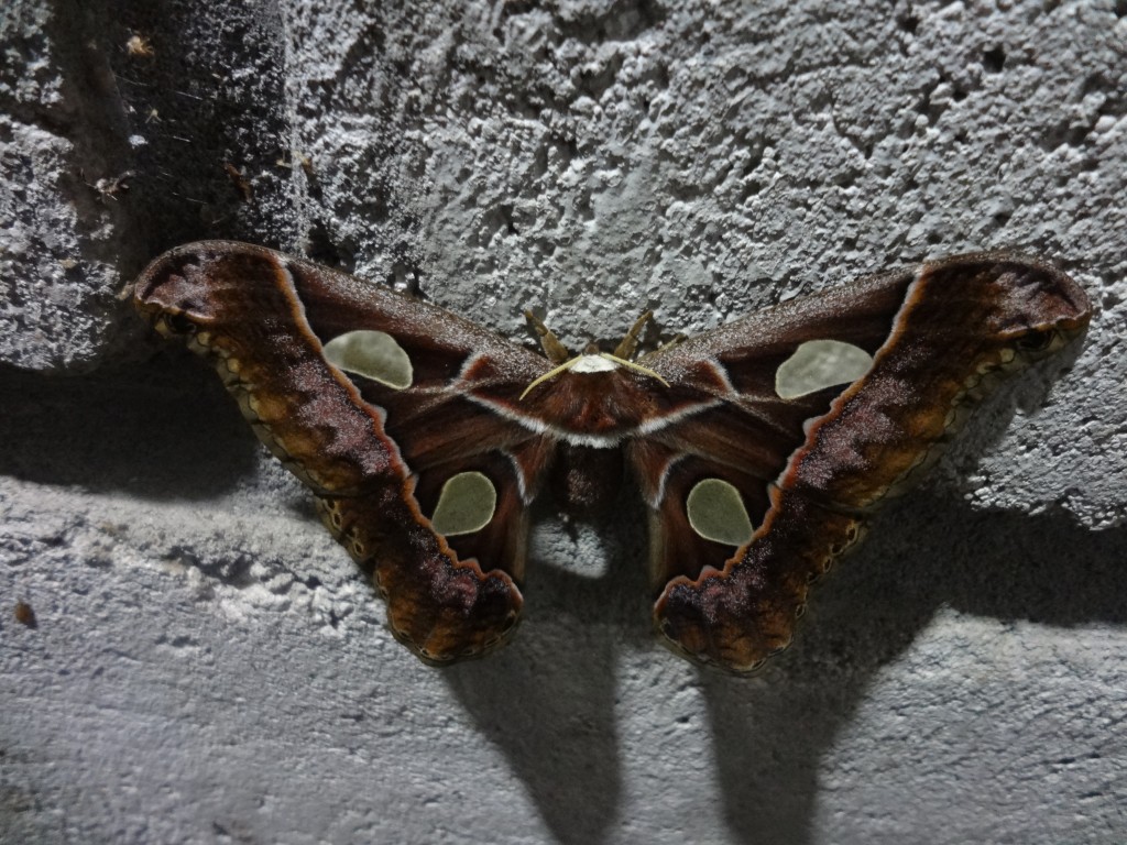 Foto: Una mariposa - Shell (Pastaza), Ecuador