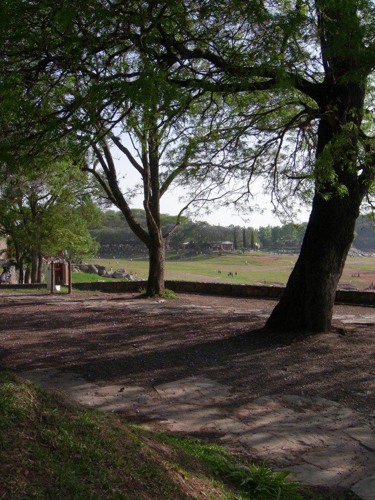 Foto: Arboleda - El Cadillal (Tucumán), Argentina