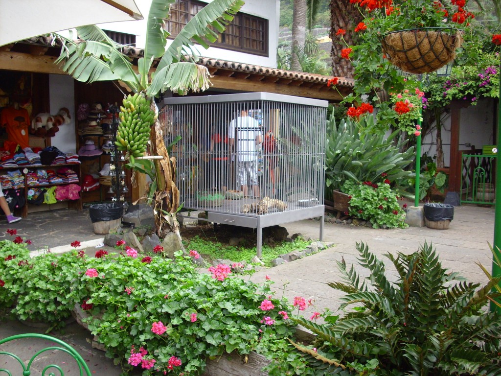 Foto de Icod De Los Vinos (Santa Cruz de Tenerife), España