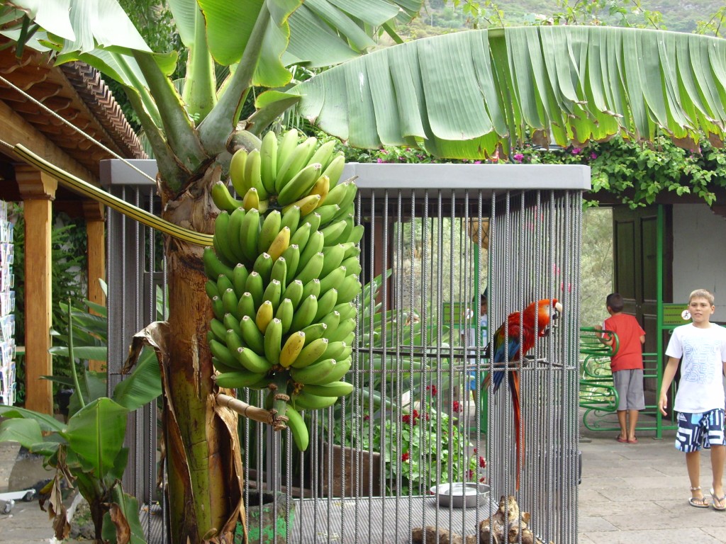 Foto de Icod De Los Vinos (Santa Cruz de Tenerife), España