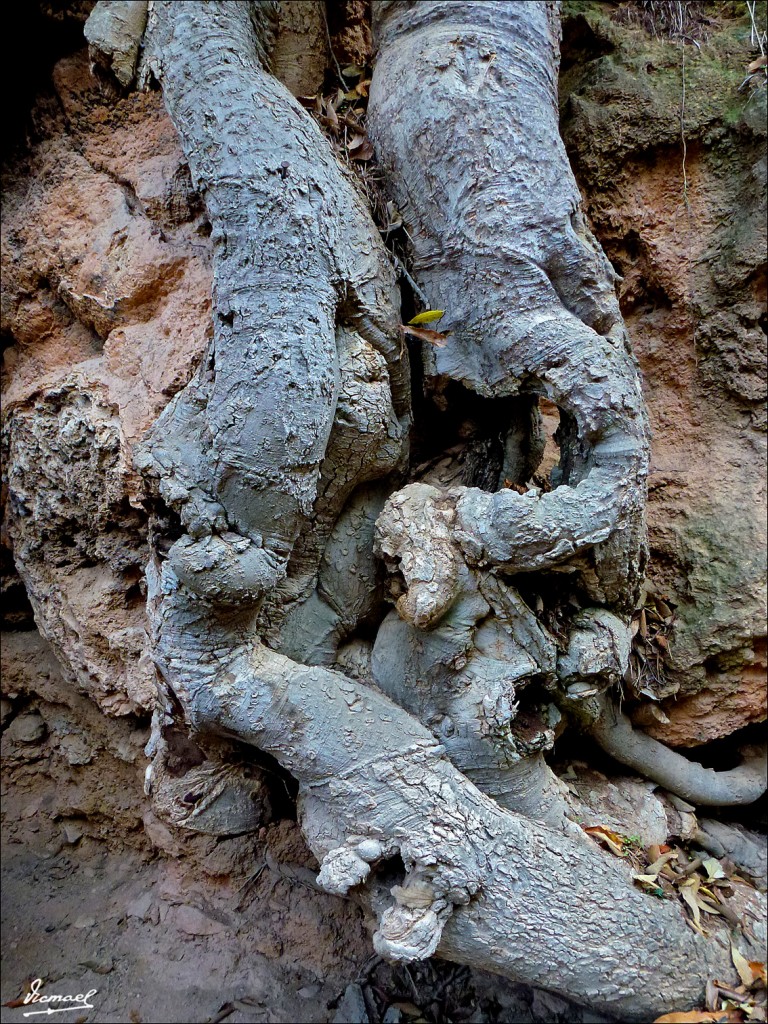 Foto: 111117-075 MONASTERIO PIEDRA - Nuevalos (Zaragoza), España