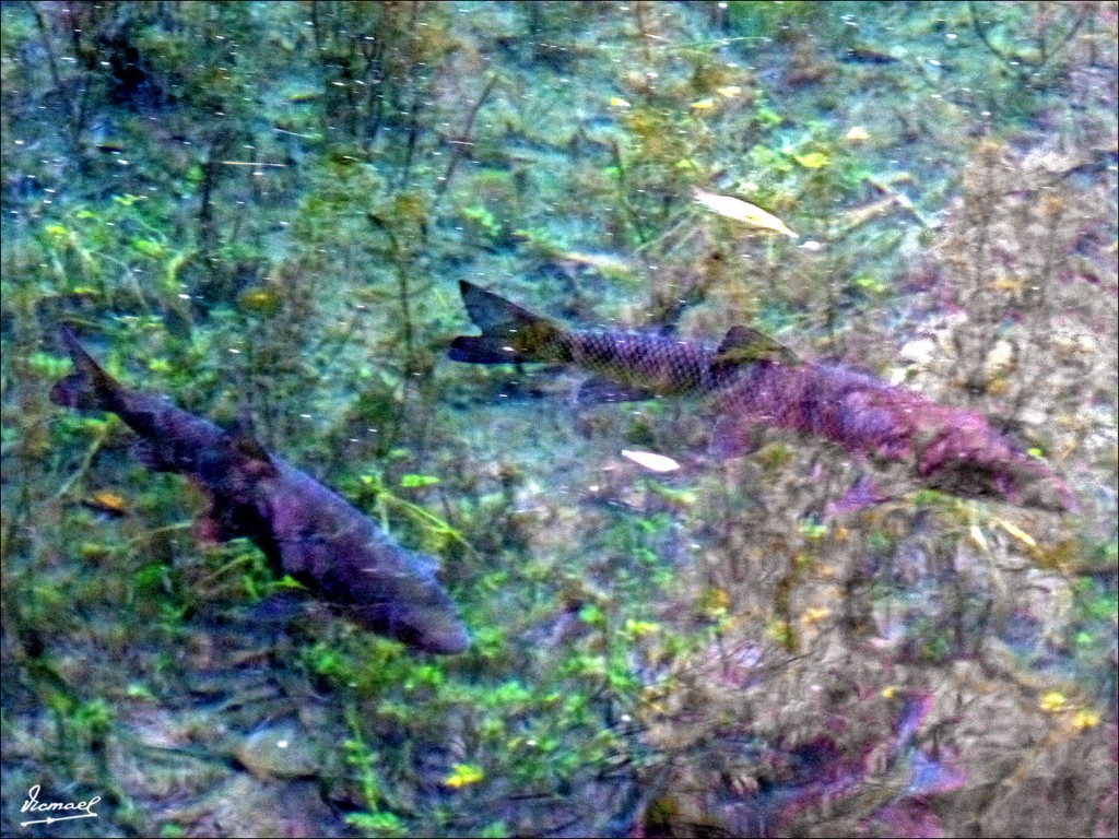 Foto: 111117-116 MONASTERIO PIEDRA - Nuevalos (Zaragoza), España