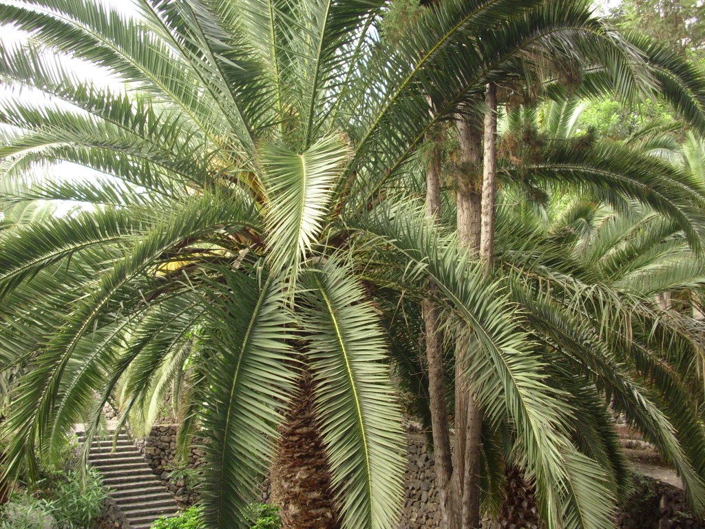Foto de Garachico (Santa Cruz de Tenerife), España