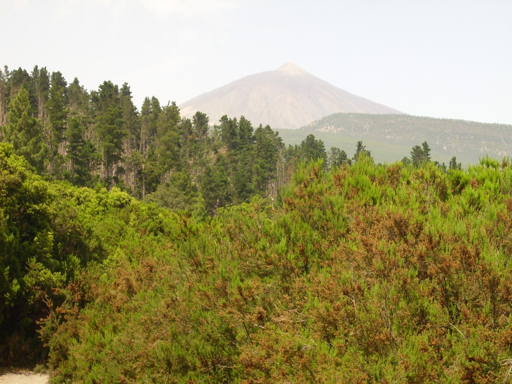 Foto de Parque Nacional del Teide (Santa Cruz de Tenerife), España
