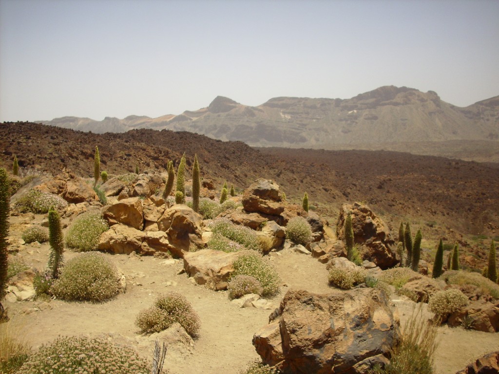 Foto de Parque Nacional del Teide (Santa Cruz de Tenerife), España