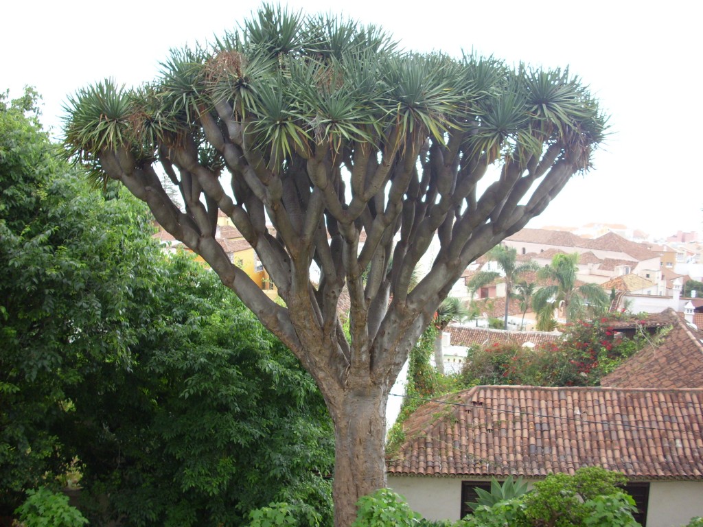 Foto de La Orotava (Santa Cruz de Tenerife), España