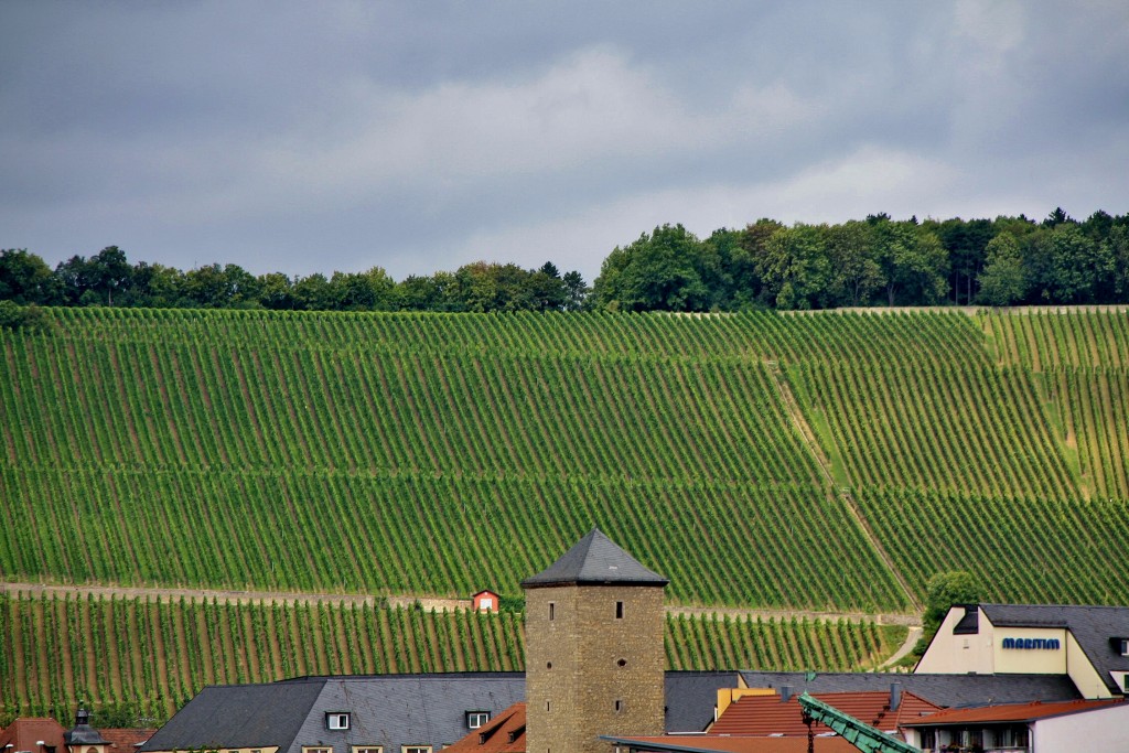Foto: Viñas - Würzburg (Bavaria), Alemania