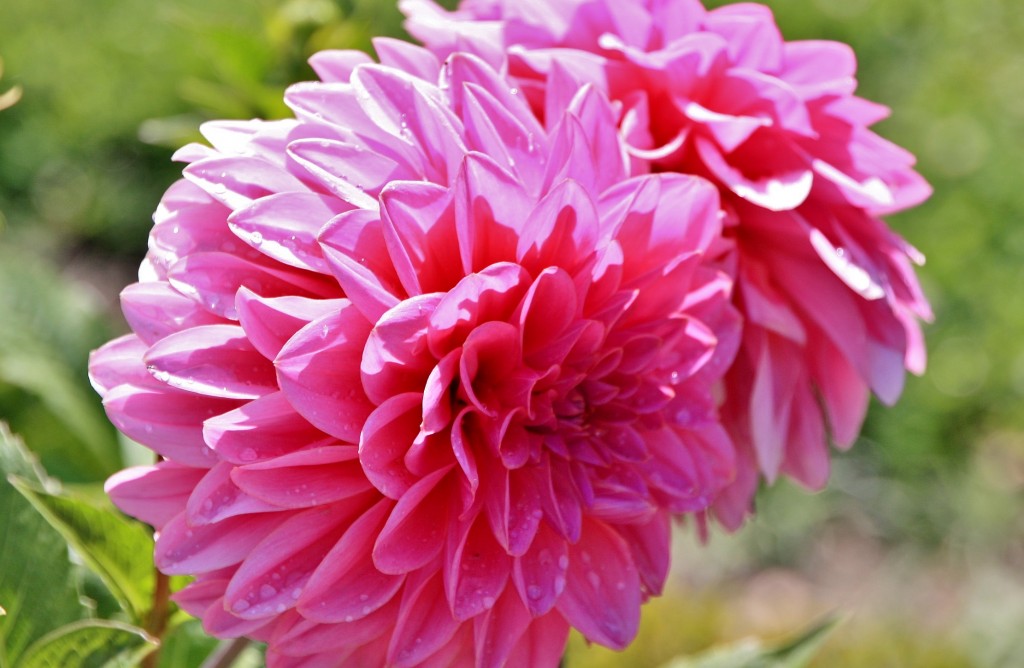Foto: Jardín de La Residencia - Würzburg (Bavaria), Alemania