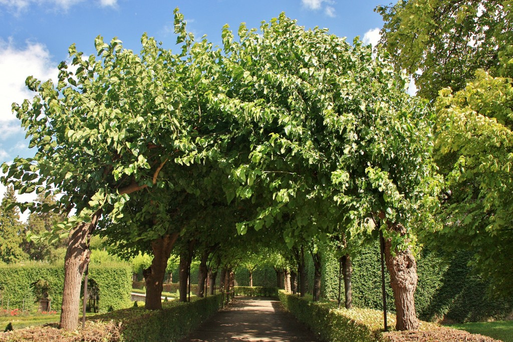 Foto: Jardín de La Residencia - Würzburg (Bavaria), Alemania