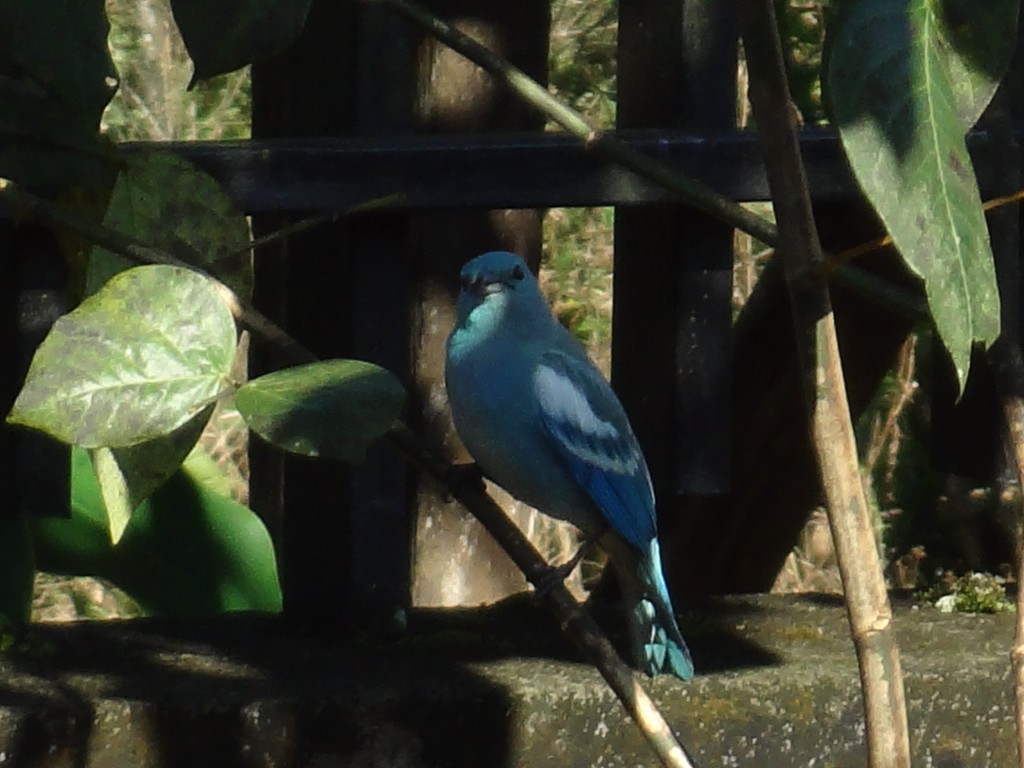 Foto: Azulejo - Simón Bolívar (Mushullacta) (Pastaza), Ecuador