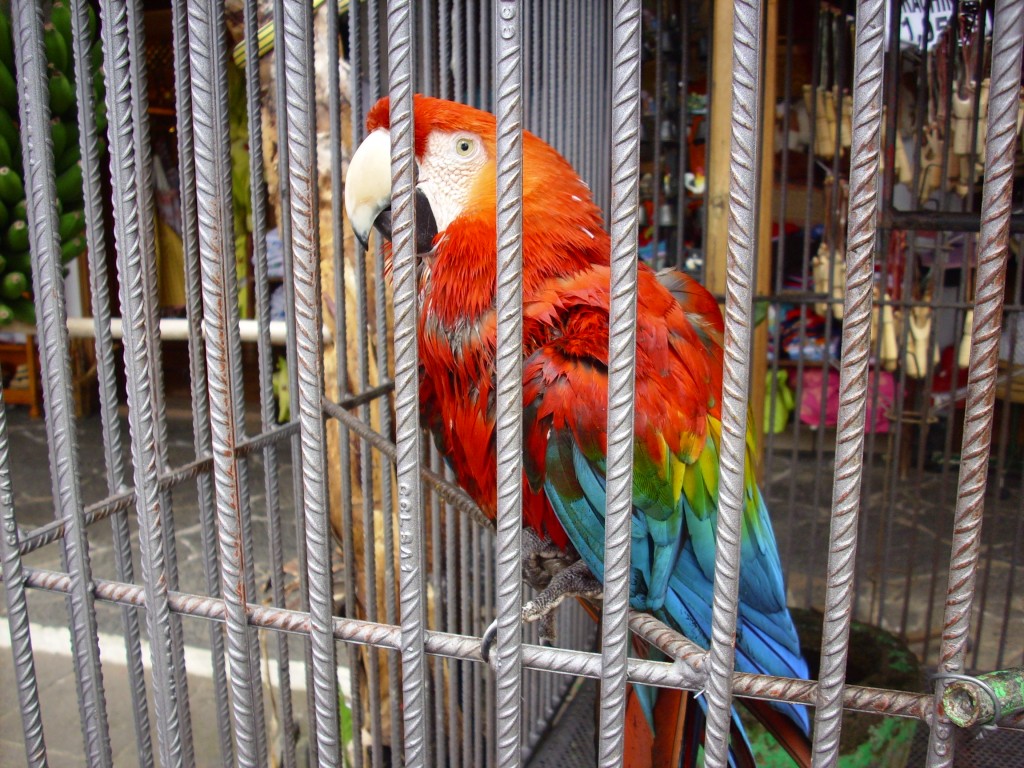Foto de Icod de Los Vinos (Santa Cruz de Tenerife), España