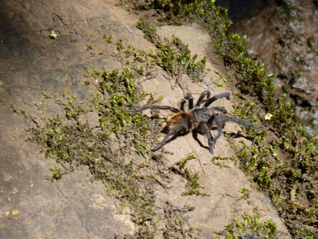 Foto: Cañadón Profundidad - Candelaria (Misiones), Argentina
