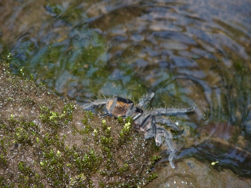 Foto: Cañadón Profundidad - Candelaria (Misiones), Argentina
