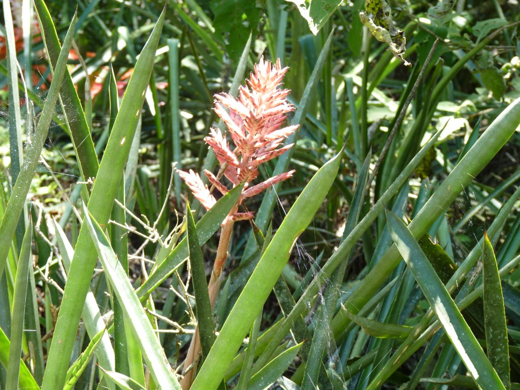 Foto: Cañadón de Profundidad. - Candelaria (Misiones), Argentina