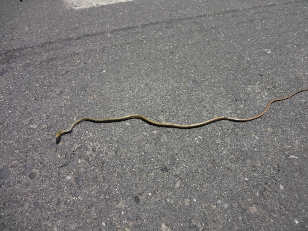 Foto: Serpiente - Mushullacta (Pastaza), Ecuador