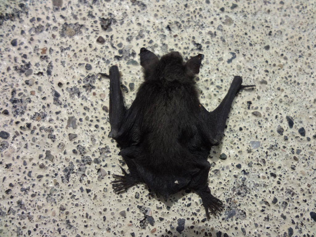 Foto: Murciélago - Mushullacta (Pastaza), Ecuador