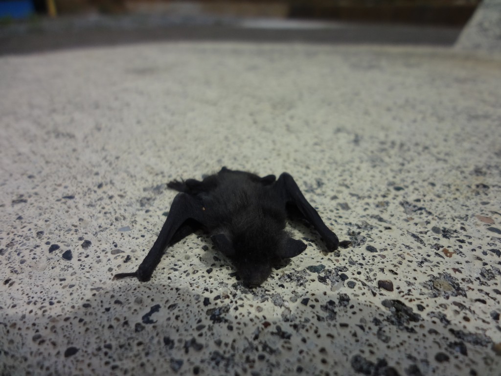 Foto: Murciélago - Mushullacta (Pastaza), Ecuador