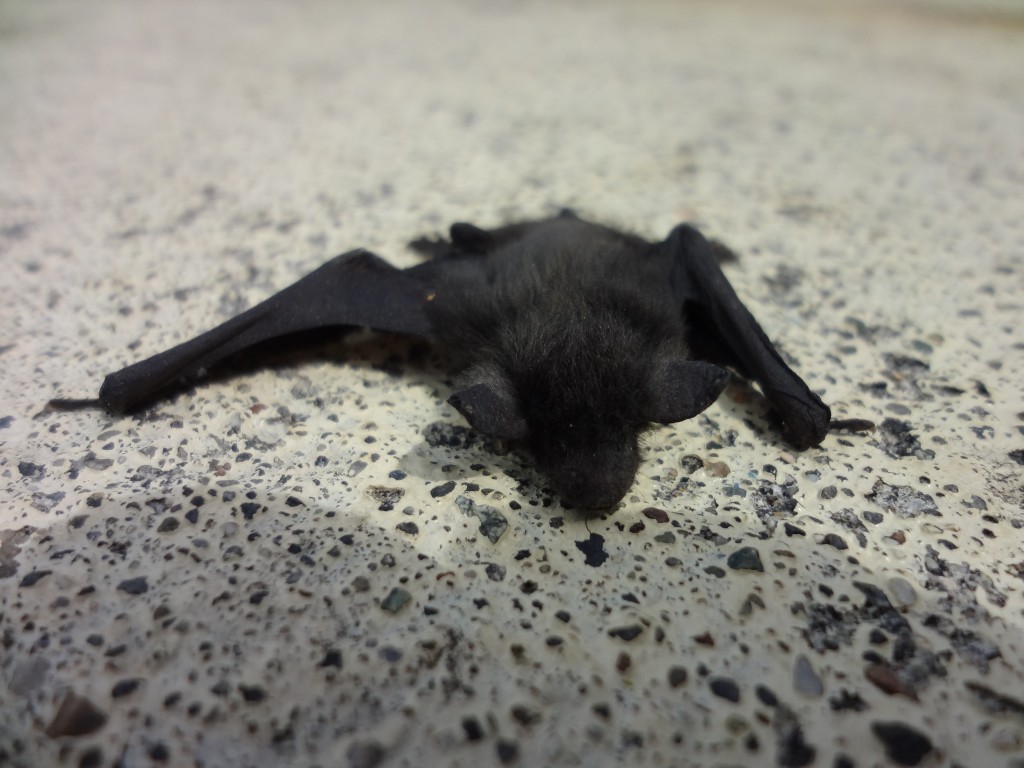 Foto: Murciélago - Mushullacta (Pastaza), Ecuador