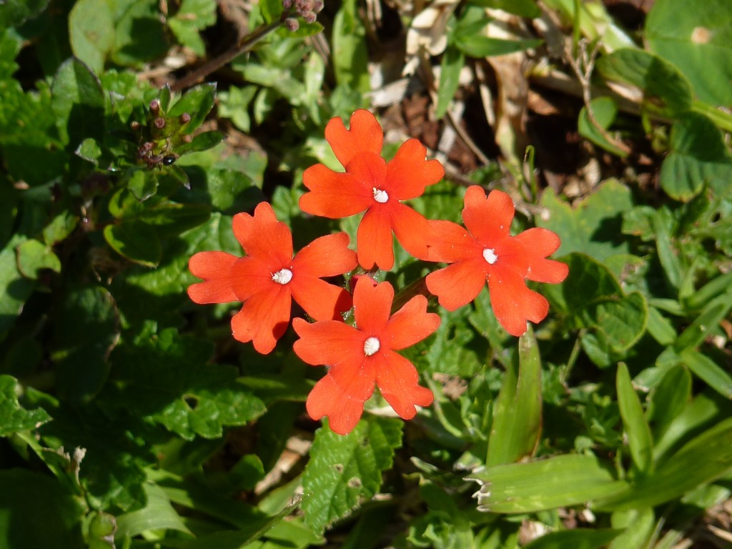 Foto: Ruinas jesuíticas. - Santa Ana (Misiones), Argentina