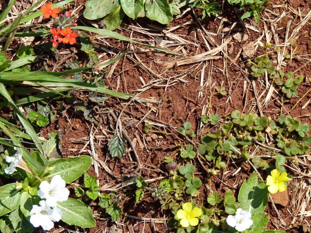 Foto: Ruinas jesuíticas - Santa Ana (Misiones), Argentina