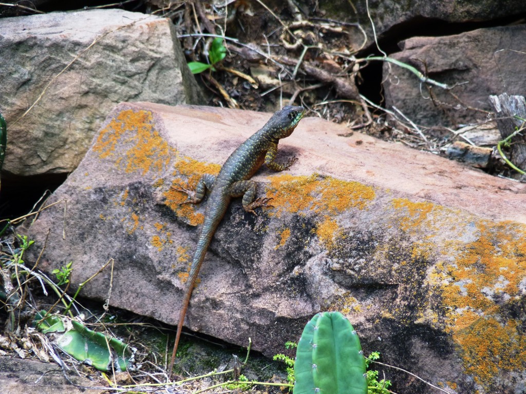 Foto: Ruinas jesuíticas. - Santa Ana (Misiones), Argentina