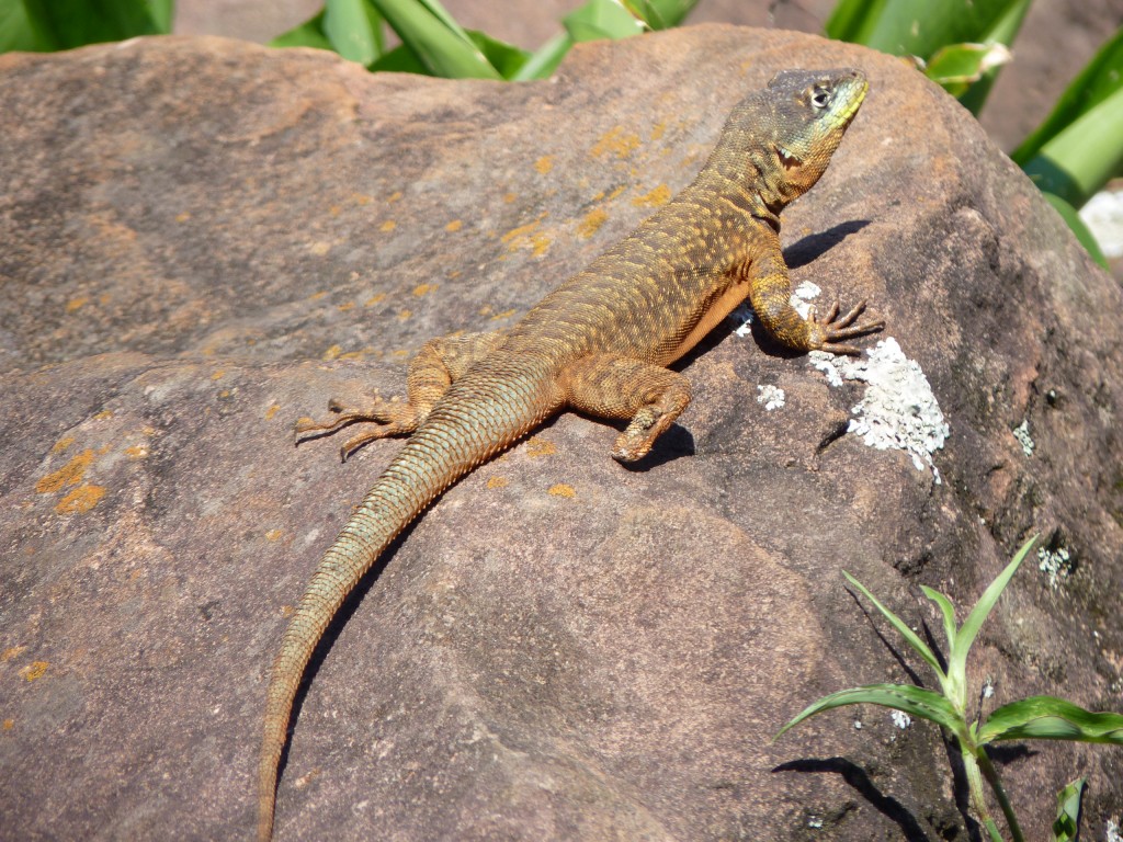 Foto: Ruinas jesuíticas - Santa Ana (Misiones), Argentina