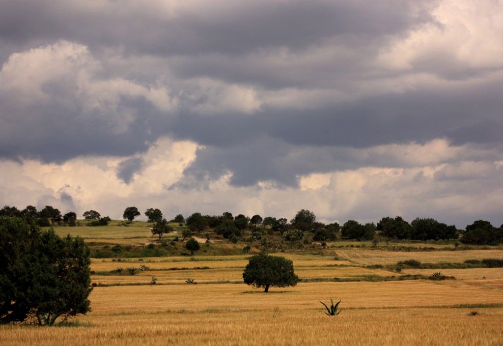 Foto: Paisaje Mexicano En Noviembre - Apan (Hidalgo), México