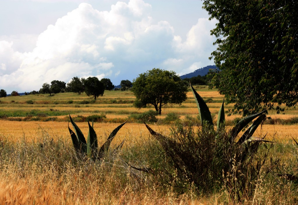 Foto: Paisaje Mexicano En Noviembre - Apan (Hidalgo), México